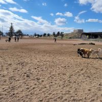 Berkeley Dog Park ico