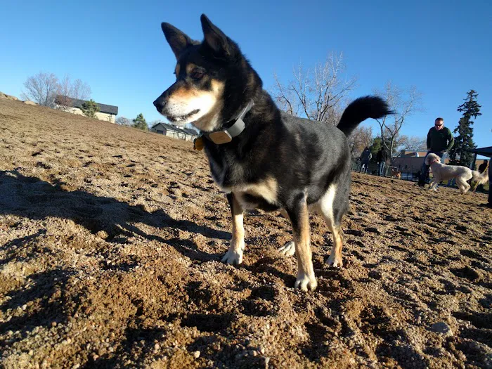 Berkeley Dog Park 7