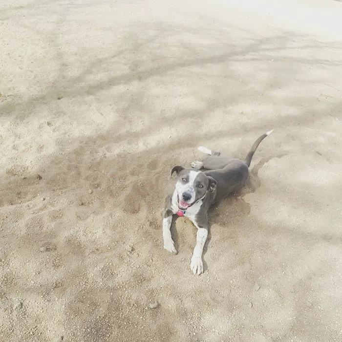 Berkeley Dog Park 5