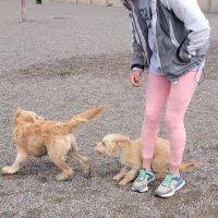 Little Dry Creek Dog Park ico