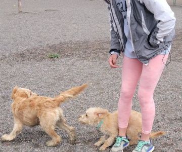 Little Dry Creek Dog Park
