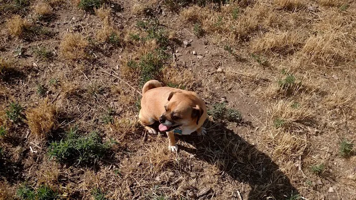 Little Dry Creek Dog Park 3