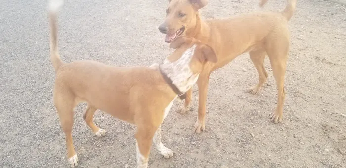 Little Dry Creek Dog Park 8
