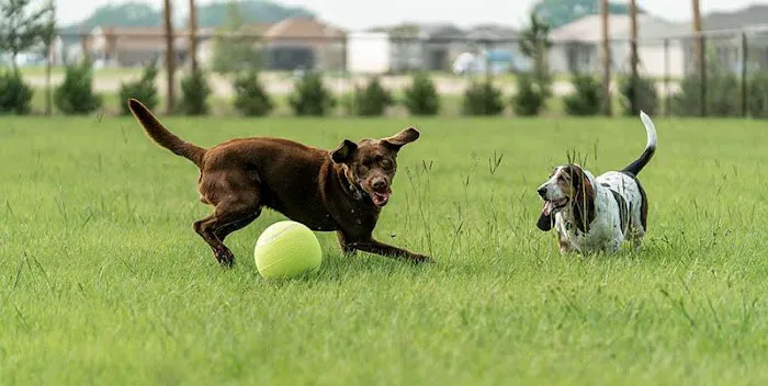 Lowry Dog Park 4