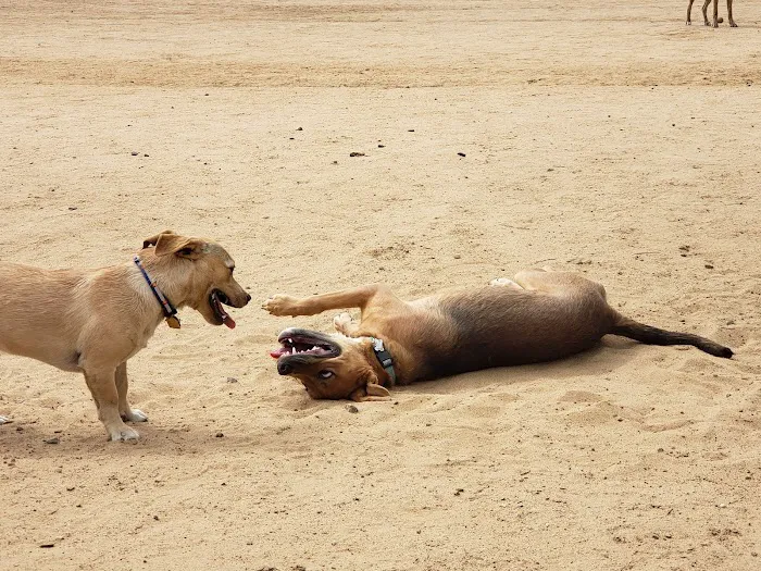 Kennedy Dog Park 1