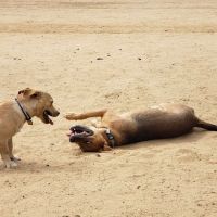Kennedy Dog Park ico