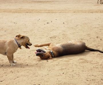 Kennedy Dog Park