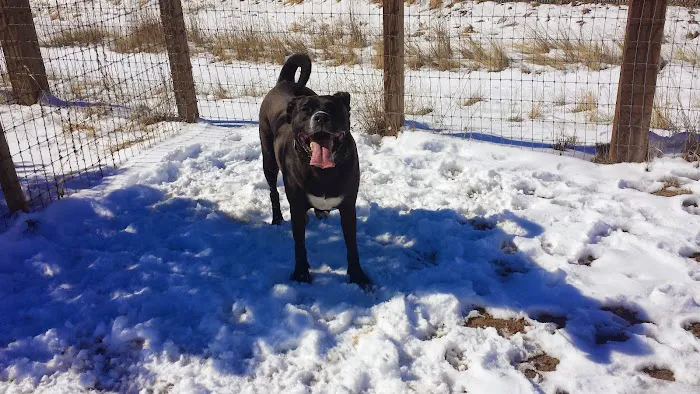 Kennedy Dog Park 10