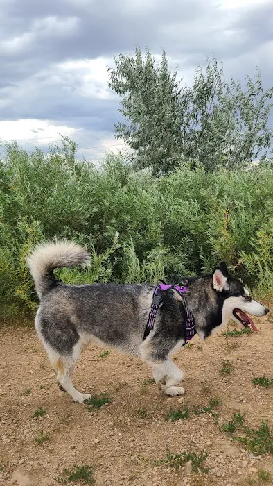 Chatfield Dog Park 7