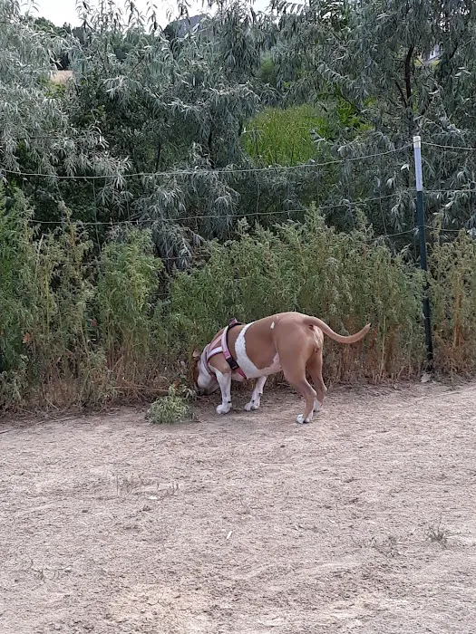 Bicentennial Park Off-Leash Dog Area 6