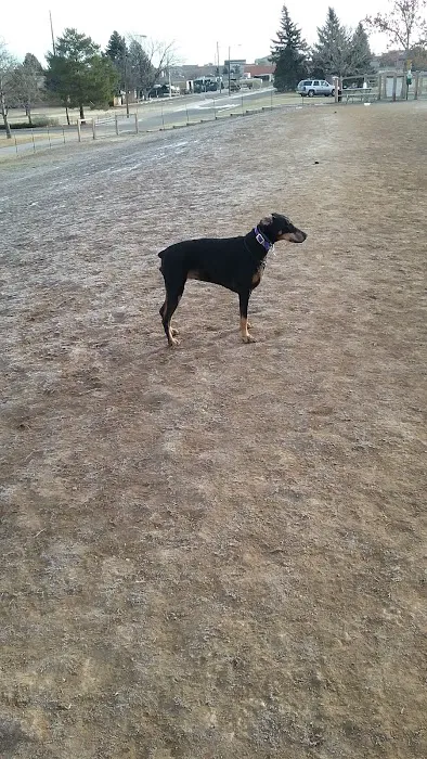 Bicentennial Park Off-Leash Dog Area 3