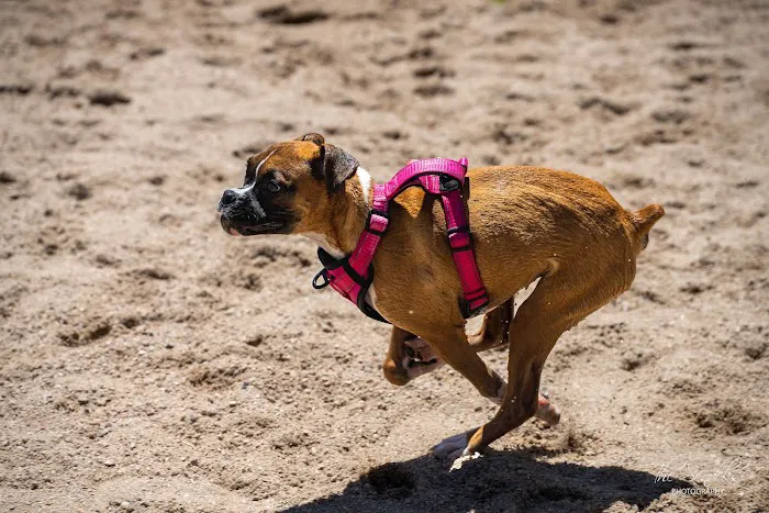 Cherry Creek Dog Park 2