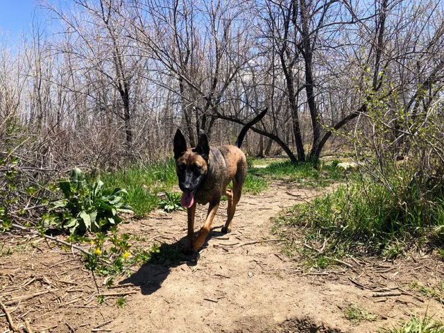 Cherry Creek Dog Park 4