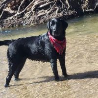 Cherry Creek Dog Park ico
