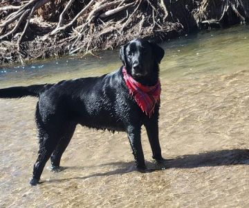 Cherry Creek Dog Park
