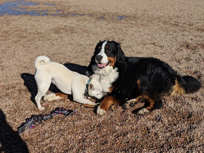 First Creek Dog Park 4