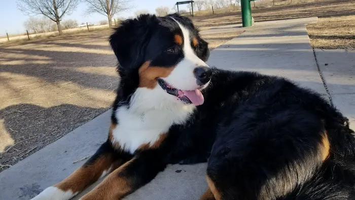 First Creek Dog Park 2