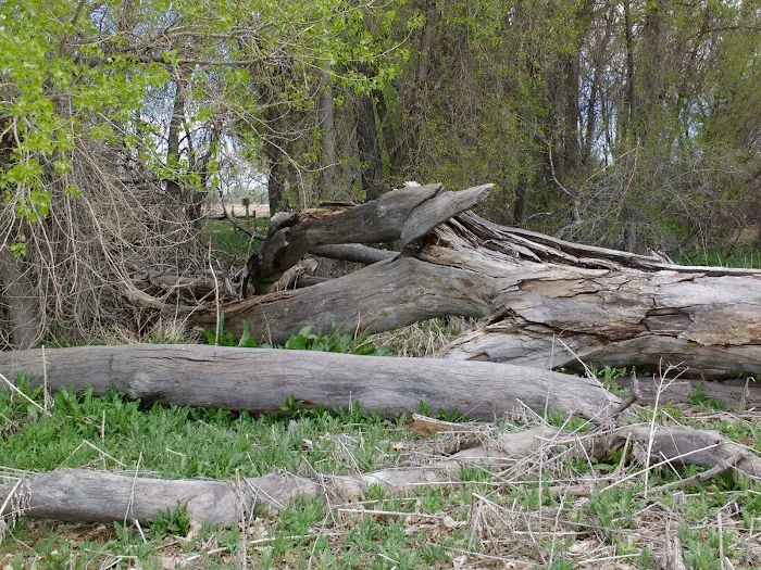 First Creek Dog Park 10