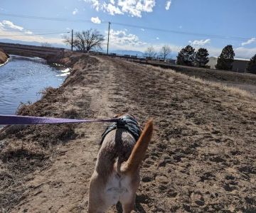 First Creek Dog Park