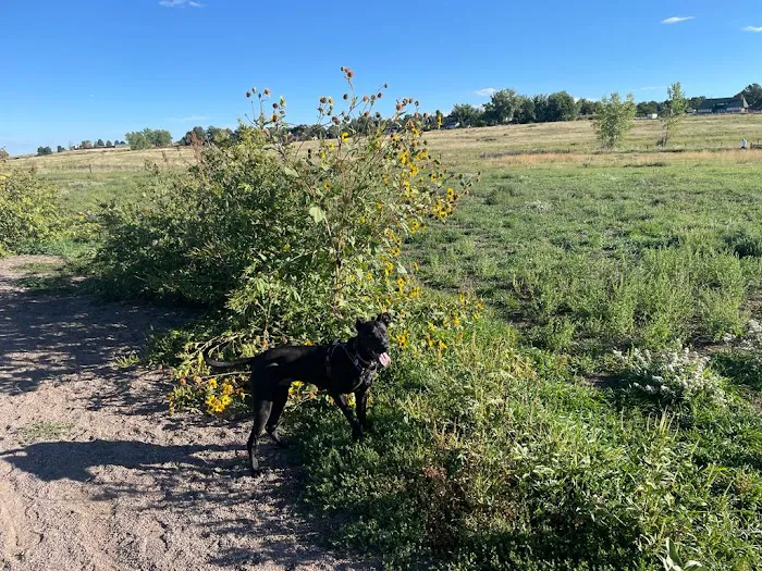 Cherry Creek ​Dog Of​f Leash Area (DOLA) 6