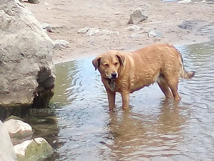 Cherry Creek ​Dog Of​f Leash Area (DOLA) 5