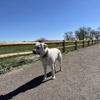 Cherry Creek ​Dog Of​f Leash Area (DOLA) ico
