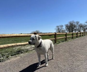 Cherry Creek Dog Off Leash Area (DOLA)