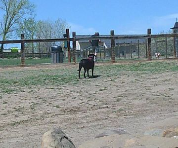 Grandview Dog Park