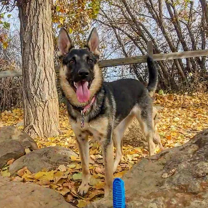 Grandview Dog Park 5