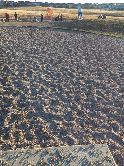 Copperleaf Bark Park - Dog Park 6