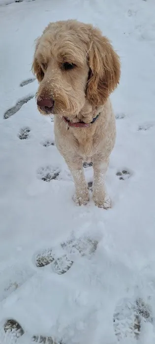 Copperleaf Bark Park - Dog Park 1