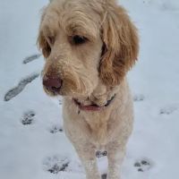 Copperleaf Bark Park - Dog Park ico