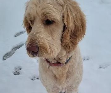 Copperleaf Bark Park - Dog Park