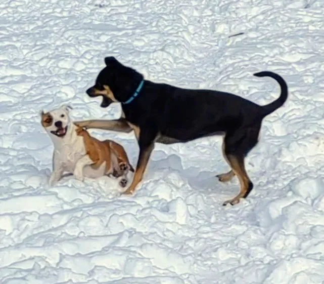 Hound Hill Dog Park 9
