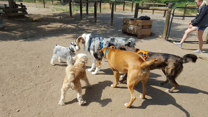 Hound Hill Dog Park 4