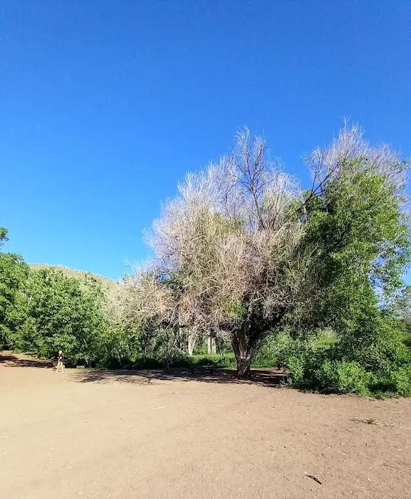 Tony Grampsas Dog Park 2
