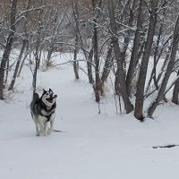 Tony Grampsas Dog Park ico