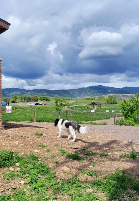 West Arvada Dog Park 1