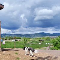 West Arvada Dog Park ico