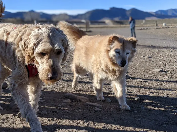 West Arvada Dog Park 5