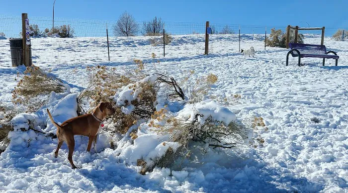 West Arvada Dog Park 8