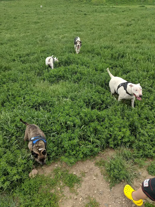 West Arvada Dog Park 10