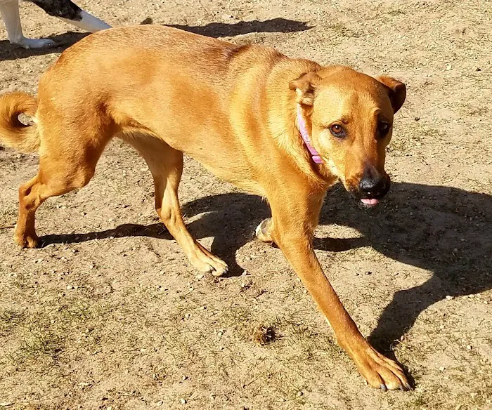 8th St Dog Park 6