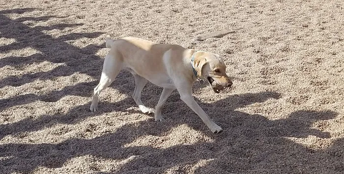8th St Dog Park 3