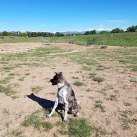 Rover's Run at Redstone Park ico