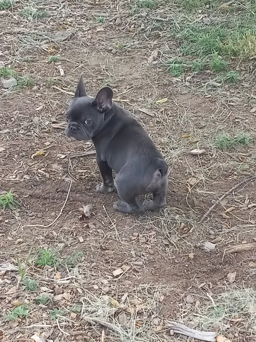 Fido's Field at Foothills Park 10