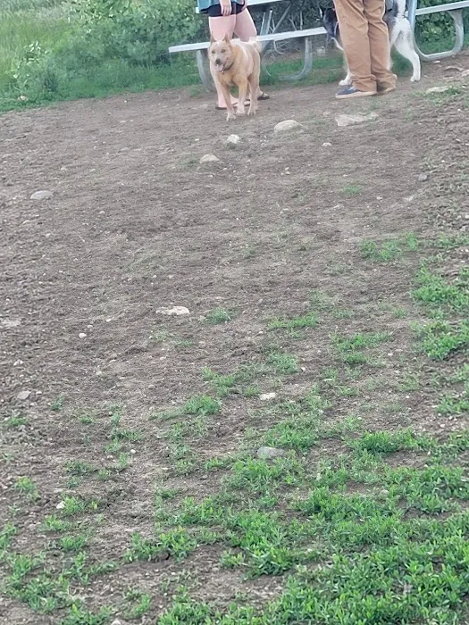 Forsberg Off-Leash Dog Park 10