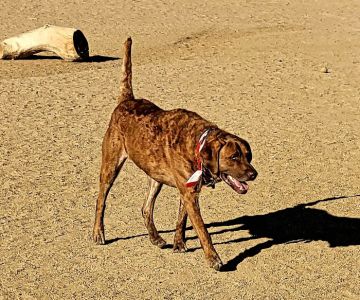 Broomfield Commons Dog Park