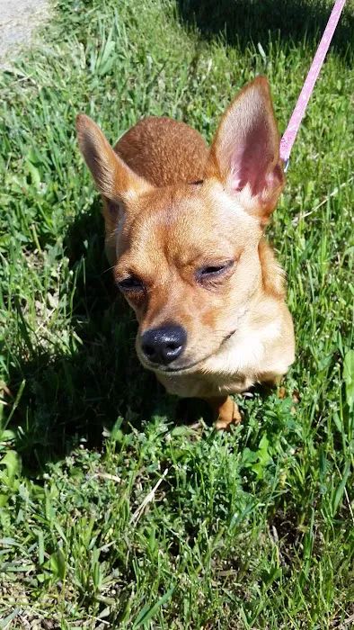 Louisville Community (Dog) Park 5
