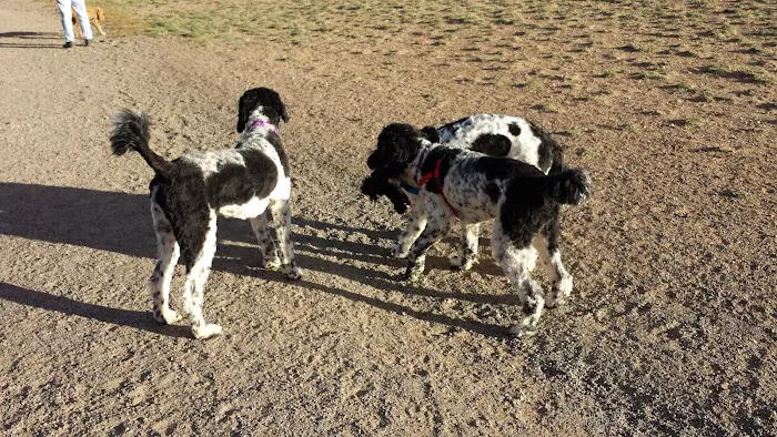 The Great Bark Dog Park 6